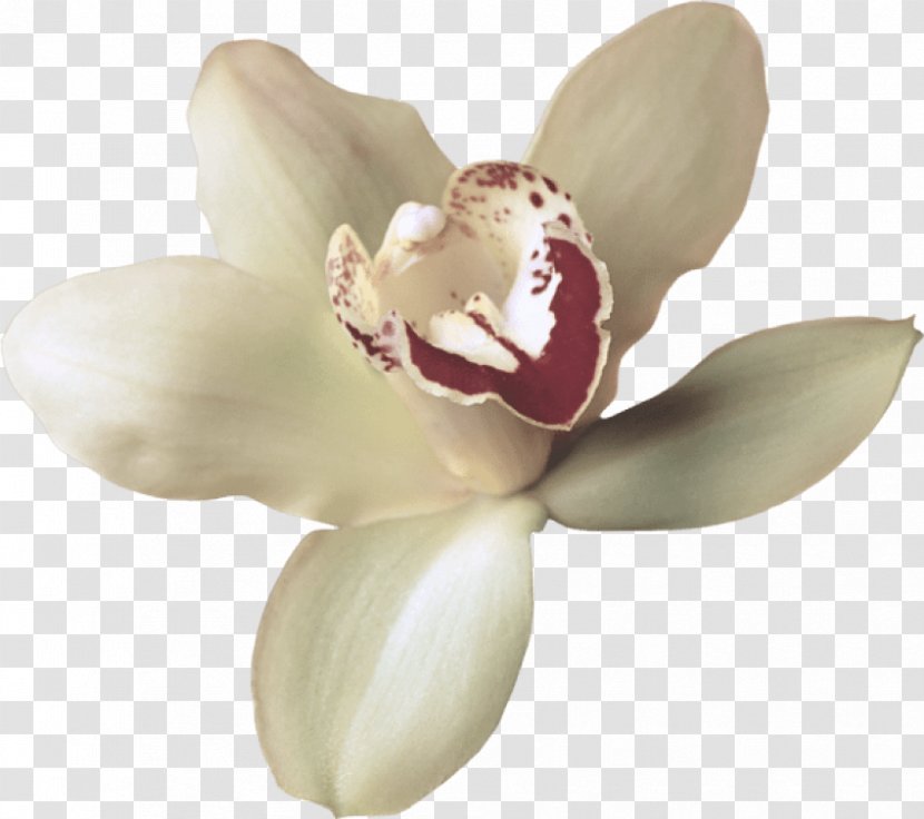 White Flower Petal Plant Flowering - Orchid Moth Transparent PNG