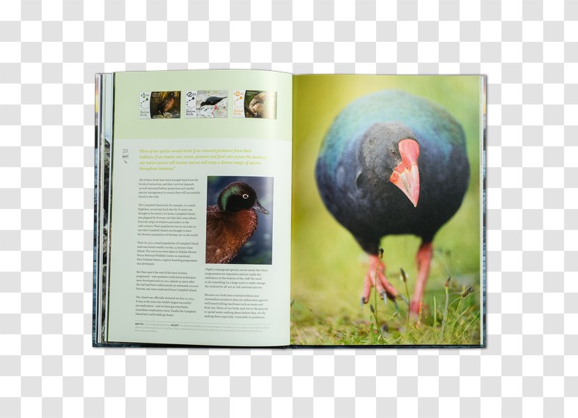 Postage Stamps New Zealand Fauna Stamp Collecting Advertising - Kiwi Bird Transparent PNG