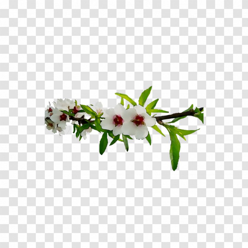 Floral Design Cut Flowers Flowering Plant Transparent PNG