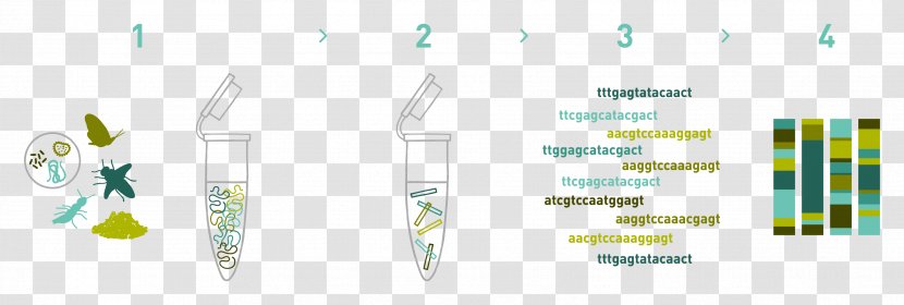 DNA Barcoding Extraction Metagenomics Sequencing - Laboratory - Diagram Transparent PNG