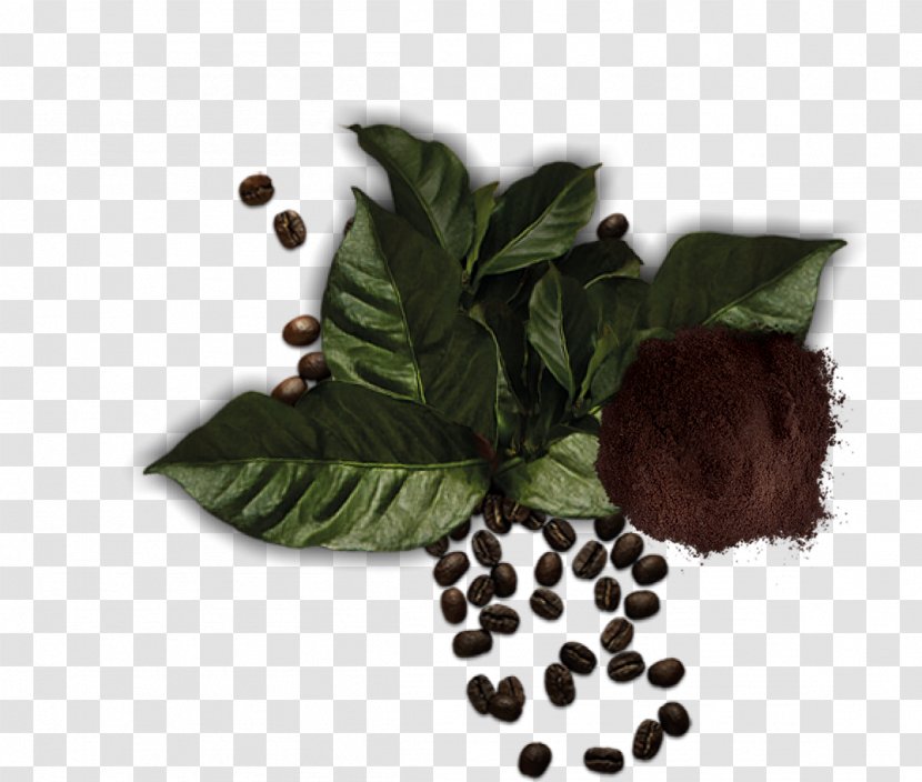 Herbalism Superfood Tree - Arabic Coffe Transparent PNG