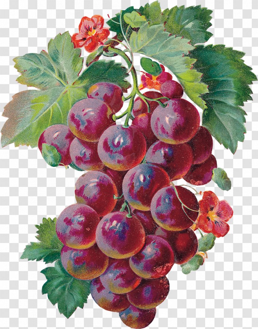 Grape Animation Tenor Giphy - Plant - Juice Transparent PNG