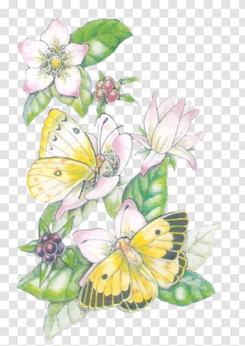 Monarch Butterfly Insect Brush-footed Butterflies - Flowering Plant Transparent PNG