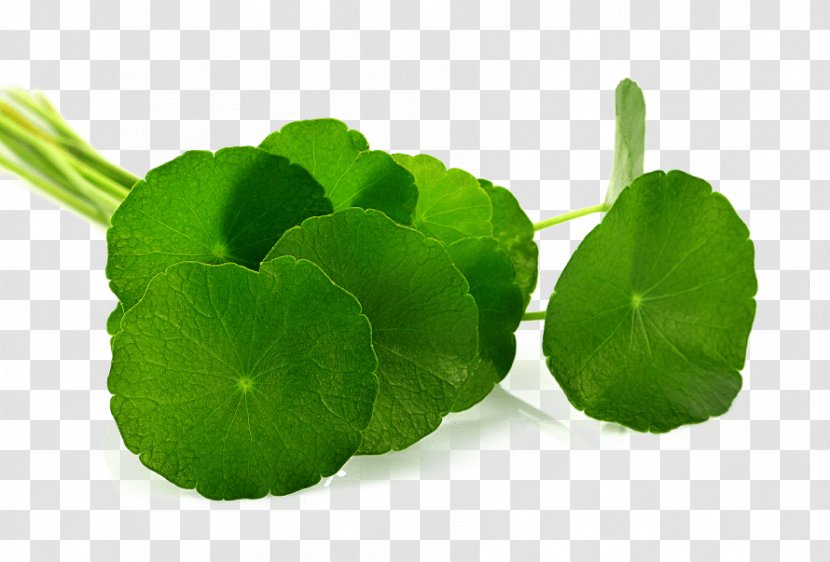 Centella Asiatica Leaf Herb Food - Grass - Gotu Kola Transparent PNG