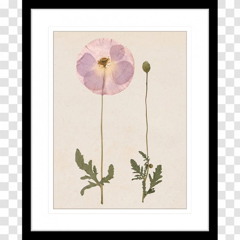 Floral Design Flower Picture Frames - Poppy Transparent PNG