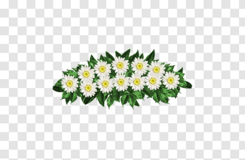 Common Daisy Chrysanthemum Oxeye Aster Cut Flowers - Flowering Plant Transparent PNG