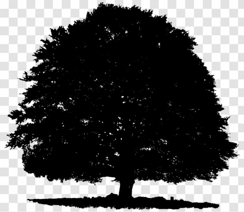 Tree Image Photograph Silhouette - Landscape - Blackandwhite Transparent PNG