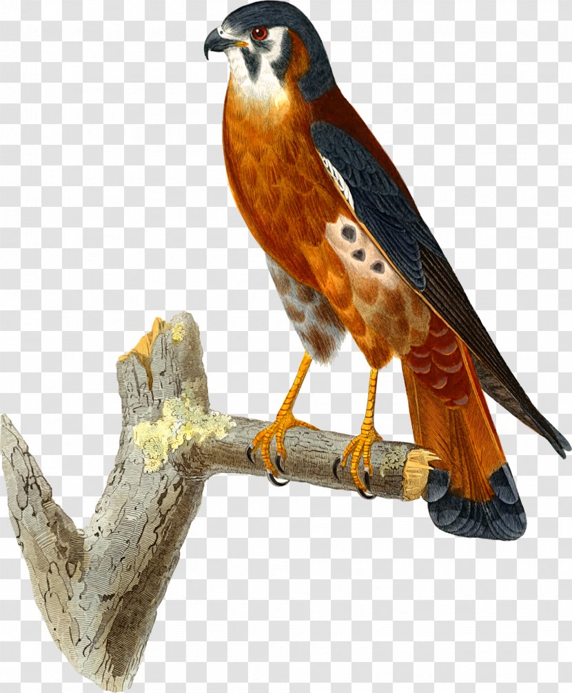 Clip Art Hawk Falcon Openclipart American Kestrel - Accipitriformes Transparent PNG