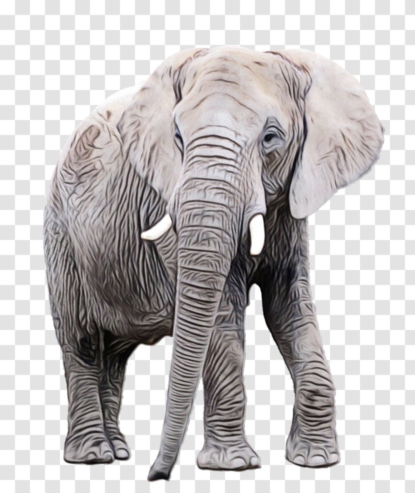 African Bush Elephant Stock Photography Clip Art Transparent PNG