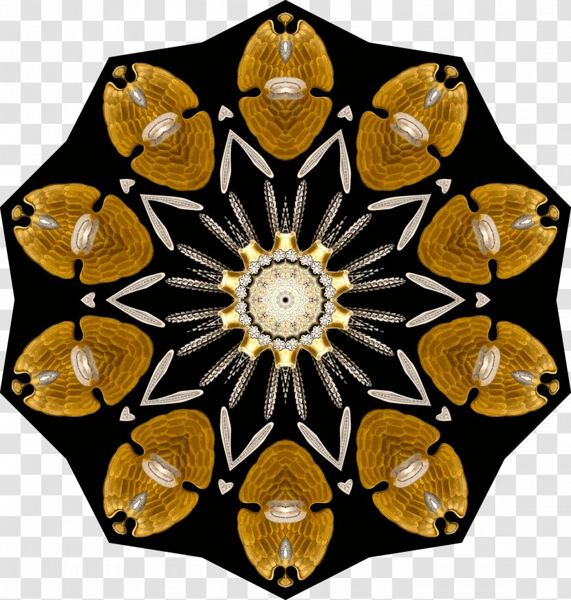Echinidea Symmetry Pattern - Drawing Transparent PNG