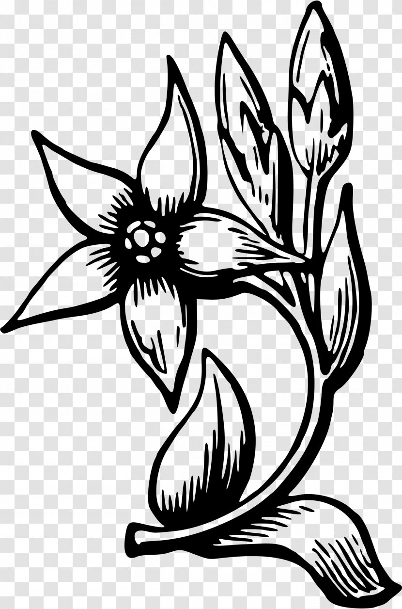 Flower Drawing Clip Art - Plant Transparent PNG