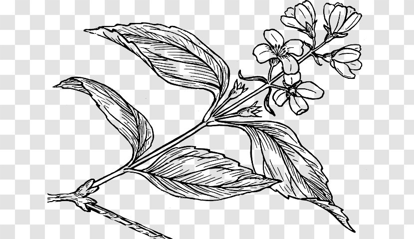 Lilac Syringa Coloring Book Clip Art - Black And White - Botanical Drawing Transparent PNG