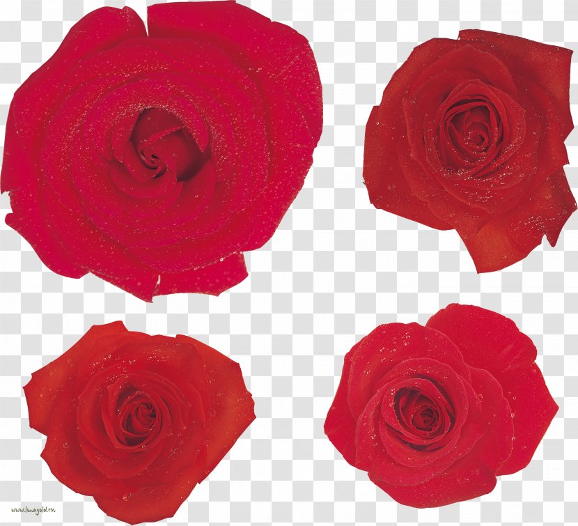 Garden Roses Cabbage Rose Floribunda Petal - Cut Flowers - Family Transparent PNG