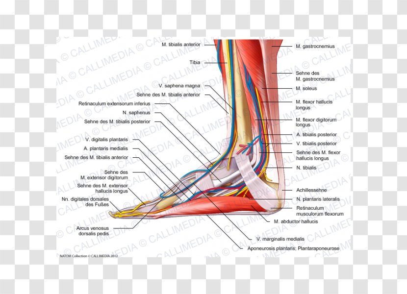 Muscle Nerve Muscular System Foot Human Anatomy - Watercolor - Arm Transparent PNG