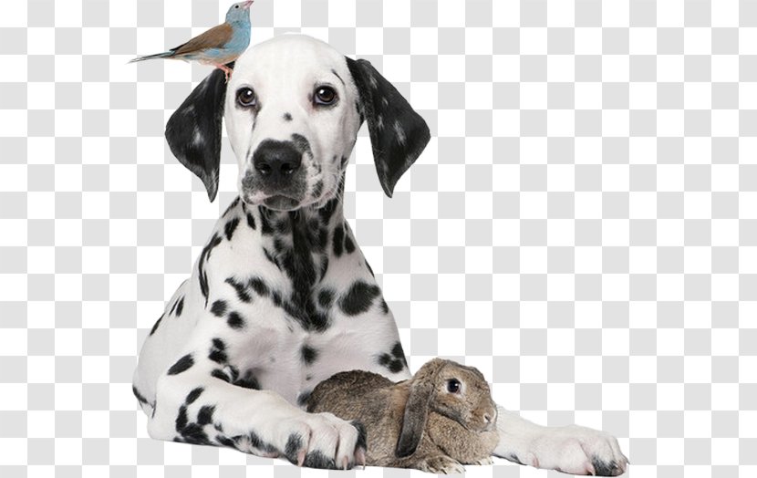 Dog Puppy European Rabbit Pet - Child Transparent PNG