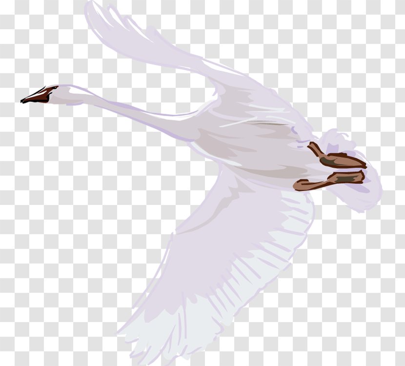Mute Swan Bird Cygnini Trumpeter Duck - Feather Transparent PNG