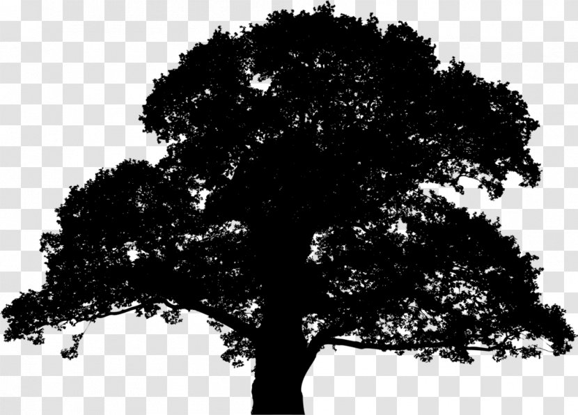 Clip Art Tree Silhouette English Oak Vector Graphics - Outline Transparent PNG