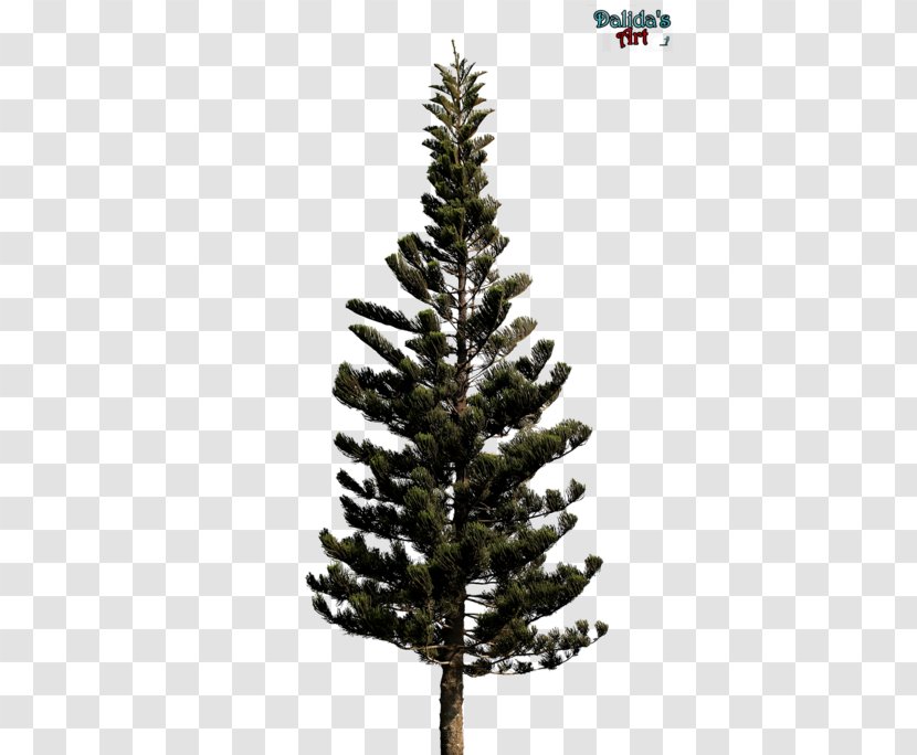 Christmas Tree Blue Spruce Pine Noble Fir - Twig - Leaves Transparent PNG