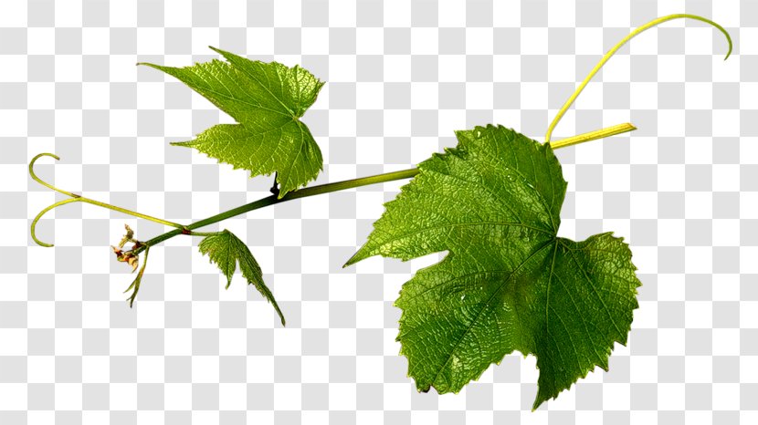 Grapevines Grape Leaves Herbalism Leaf - Branch - Verdure Transparent PNG