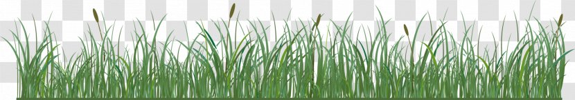 Royalty-free Vetiver Illustration - Polygon - Green Grass Transparent PNG