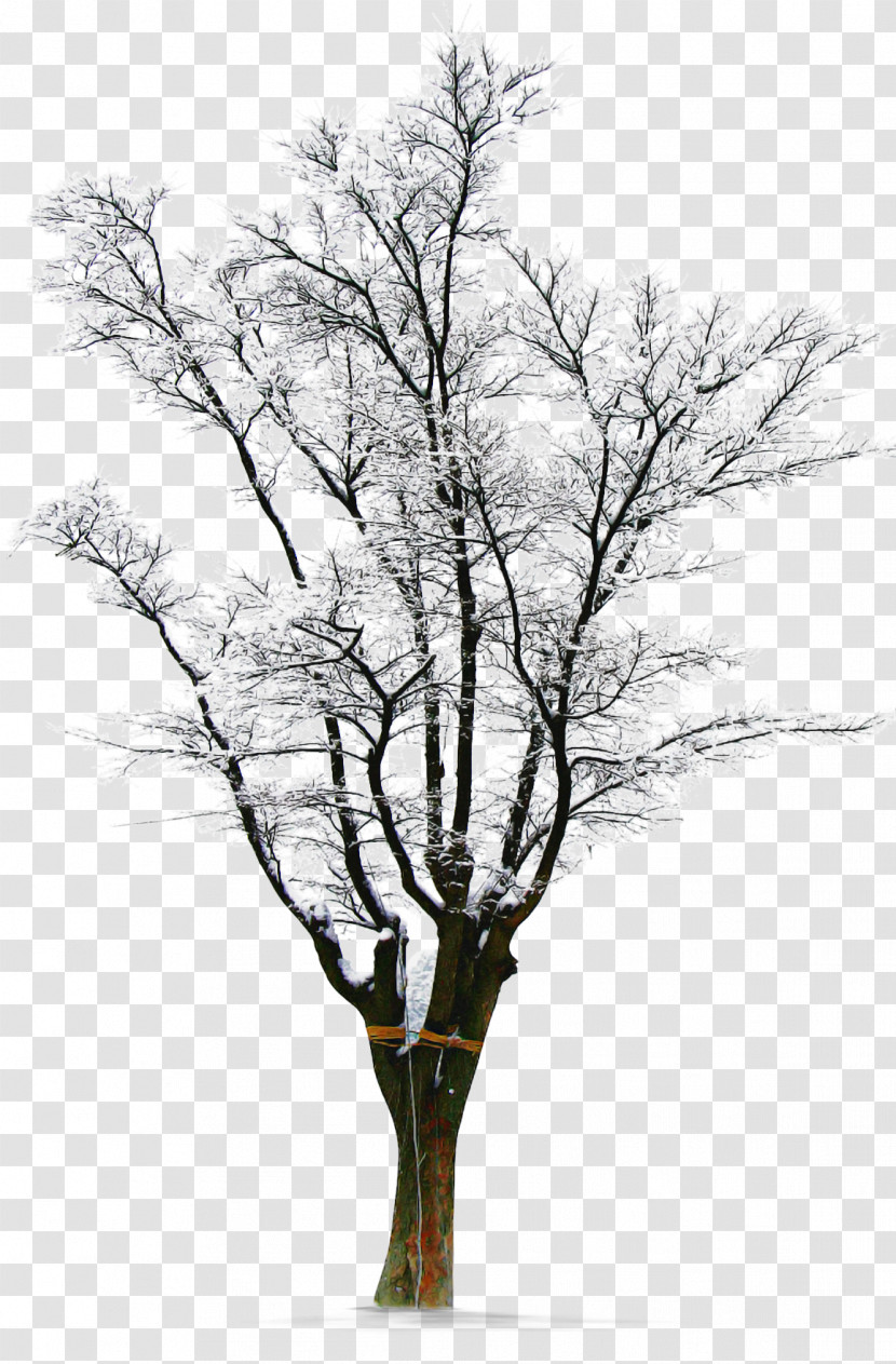 Tree Branch Woody Plant Plant Twig Transparent PNG