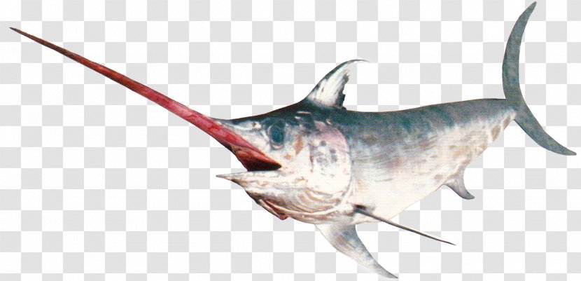 Swordfish Marlin Bigeye Tuna Monmifish S.A. - Rayfinned Fish - Jumping Transparent PNG