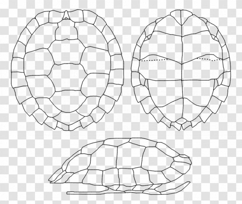 Asian Leaf Turtle Shell Carapace Coiraza - Cangkerang Transparent PNG