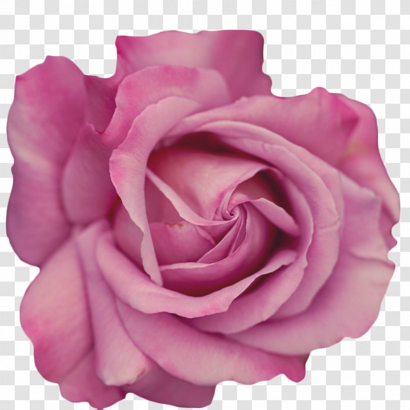 Garden Roses Flower Stock Photography - Rose Family Transparent PNG