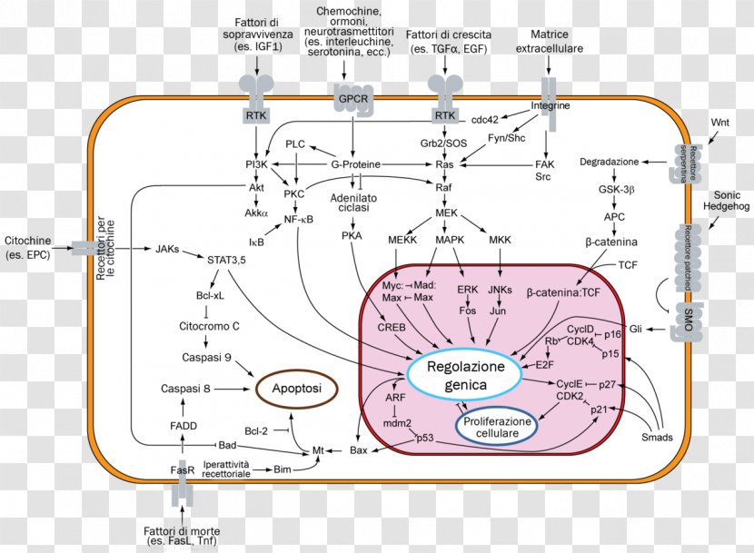 Signal Transduction Apoptosis Cell Signaling Mdm2 - Tree - Pathway Transparent PNG