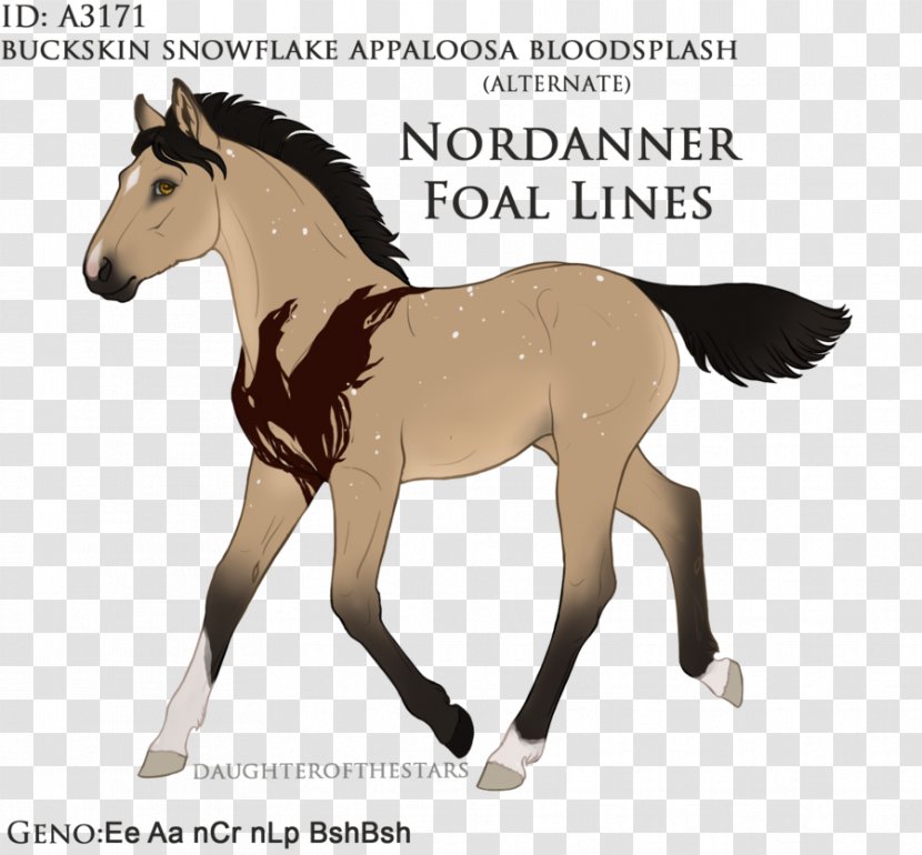 Mustang Foal Stallion Colt Mare - Pony Transparent PNG