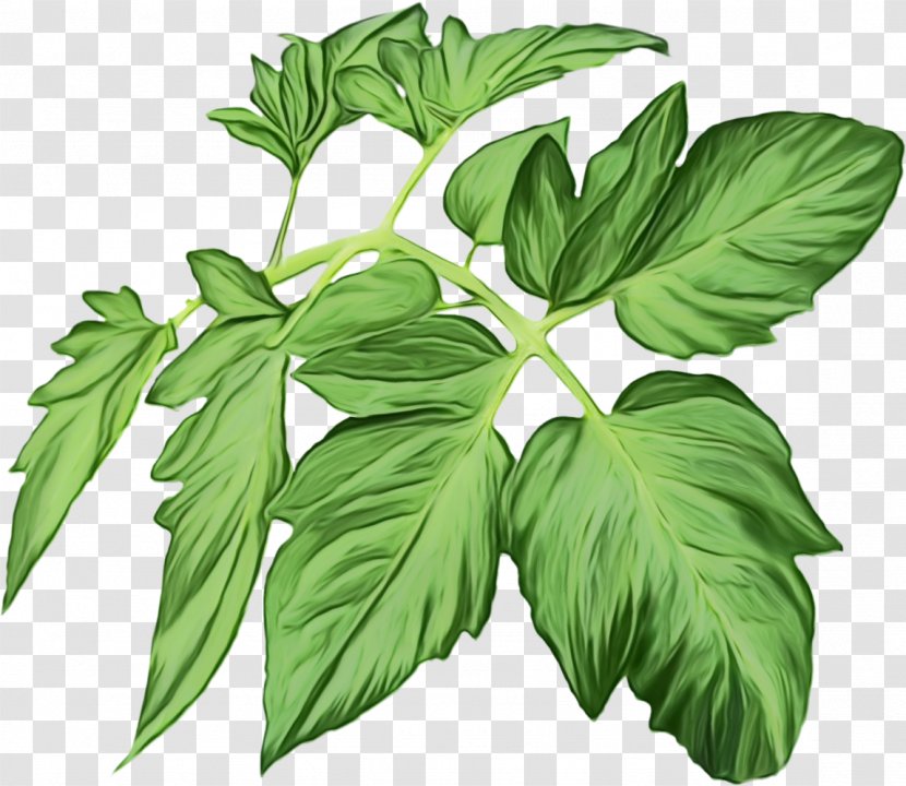 Leaf Flower Plant Herb Basil - Ashitaba Perennial Transparent PNG
