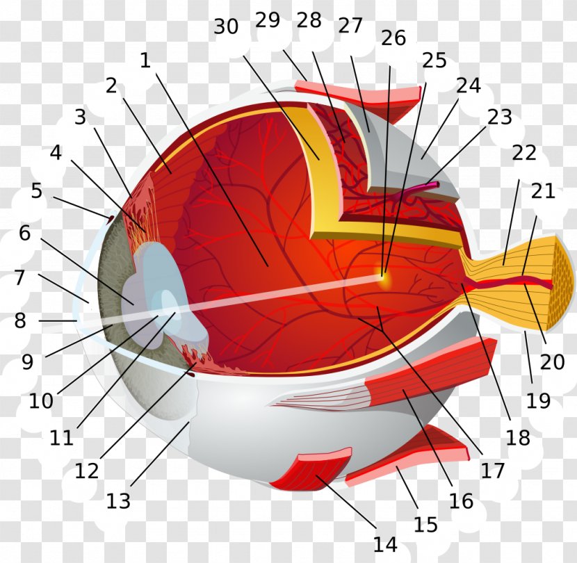 Human Eye Macula Of Retina Conjunctiva - Cartoon - Anatomy Transparent PNG