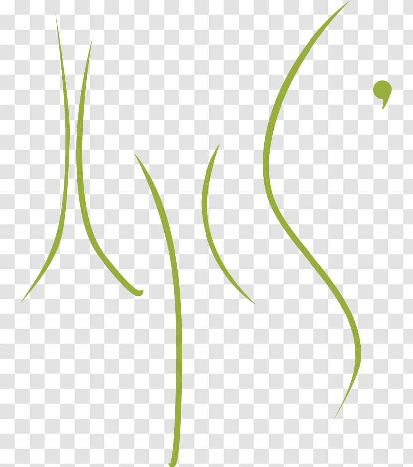 Leaf Plant Stem Flower Angle Font Transparent PNG