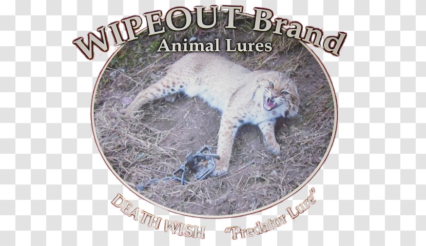 Big Cat Fauna Wildlife Photograph - Small To Medium Sized Cats - Lobster Trap Transparent PNG