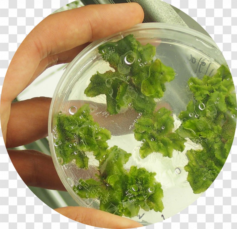 Marchantia Polymorpha Liverworts Agar Plate Petri Dishes - Leaf Vegetable - Primitive Simplicity Transparent PNG