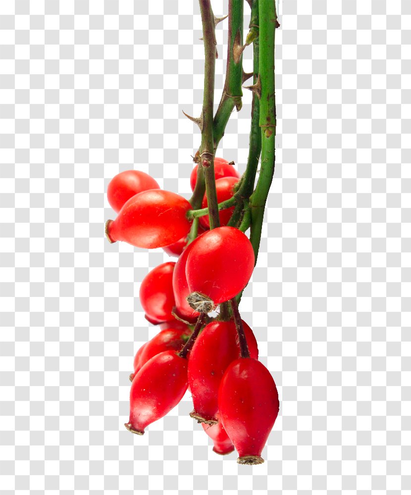 Rose Hip Seed Oil Bush Tomato Organic Food - Pink Peppercorn - Rosehips Transparent PNG