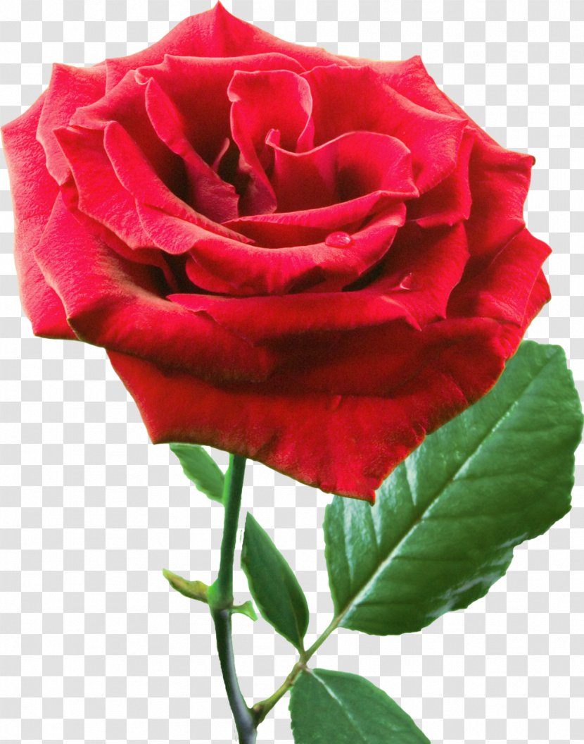 Garden Roses Rosa Chinensis Flower Centifolia Clip Art - Rose Order Transparent PNG