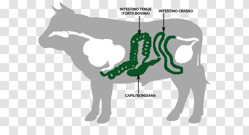 Cattle Horse Gastrointestinal Tract Small Intestine Large - Tree - Bovino Transparent PNG