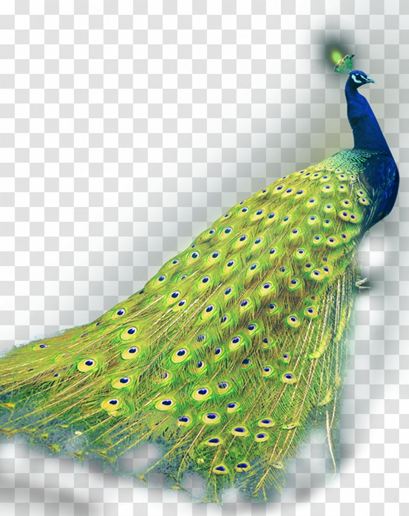 Green Peafowl Asiatic - Peacock Transparent PNG