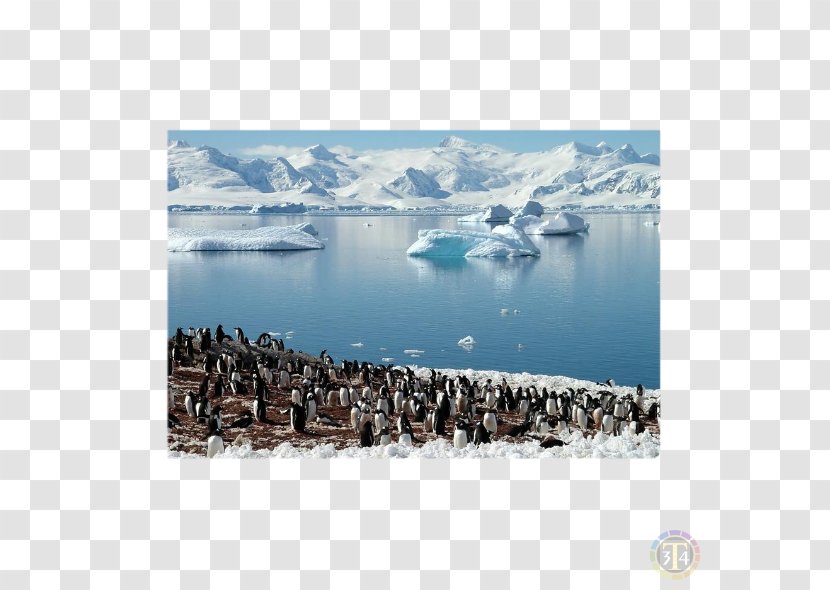 South Shetland Islands Georgia Island Antarctic Peninsula Sandwich Falkland - Ice Transparent PNG