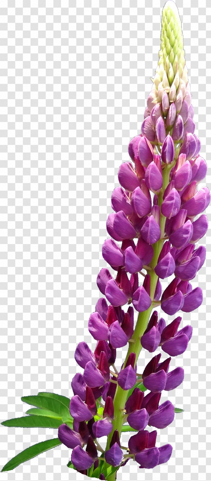 English Lavender Flower Plant Lupinus Mutabilis - Lilac Transparent PNG
