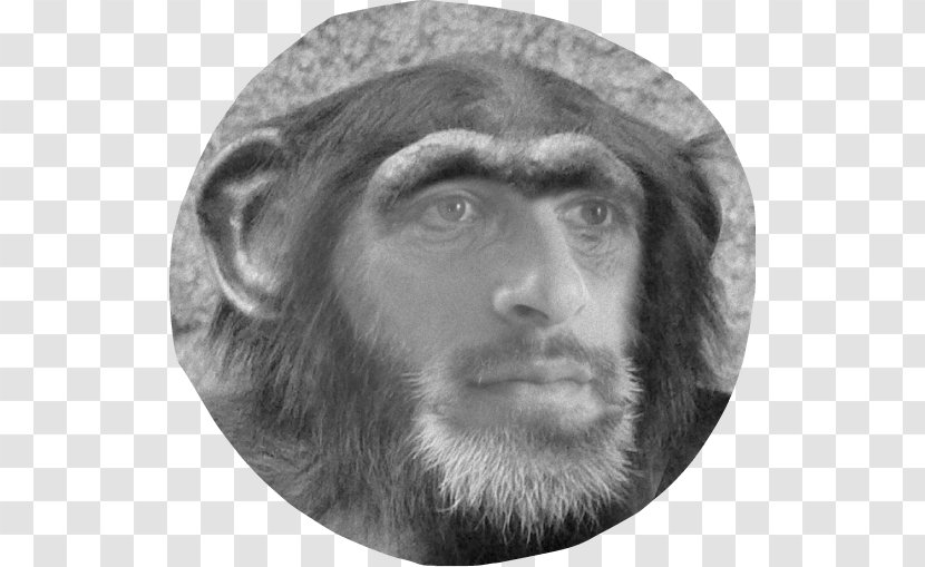 Gorilla Primate Homo Sapiens Orangutan Alpha - Frans De Waal Transparent PNG
