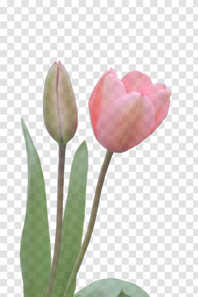 Tulip Plant Stem Cut Flowers Bud Petal Transparent PNG