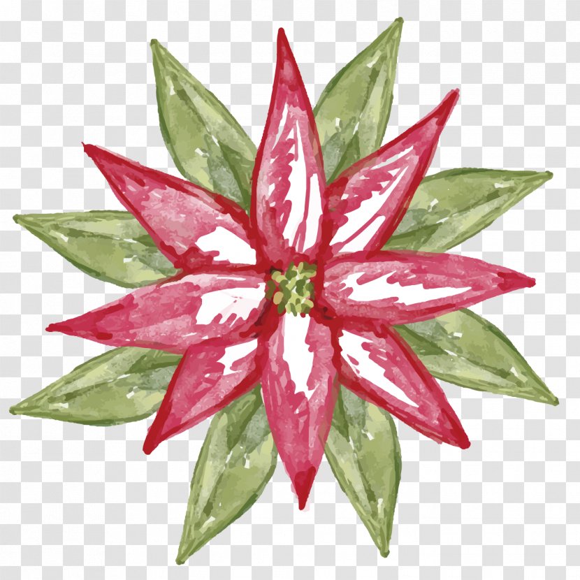 Ilex Cornuta Christmas Plant Poinsettia - Aloe Watercolor Painted Vector Material Transparent PNG