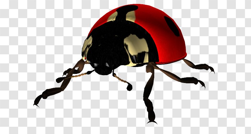 Ladybird Beetle Desktop Wallpaper Clip Art - Insect Transparent PNG