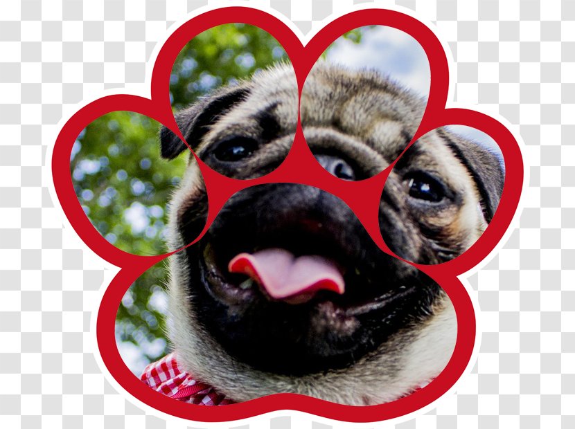 Pug Dog Breed Puppy Huggable Muggs Pet Sitting & Walking Transparent PNG