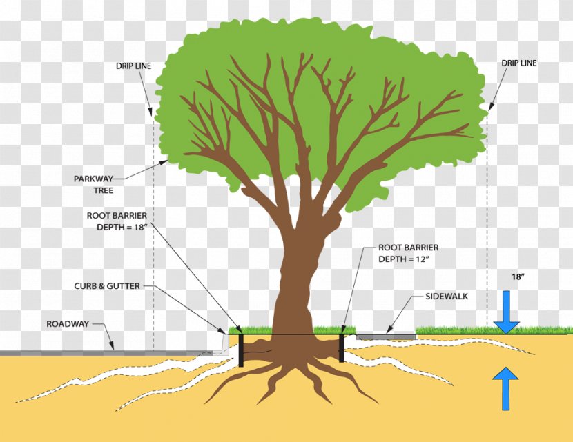 Tree Plant Stem Root System Pruning - Diagram - Tree-lined Transparent PNG