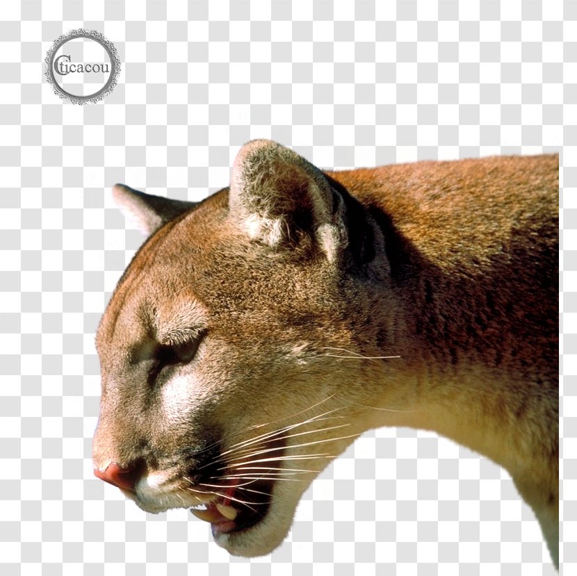 Cougar Jaguar Lion Puma Wildcat Transparent PNG
