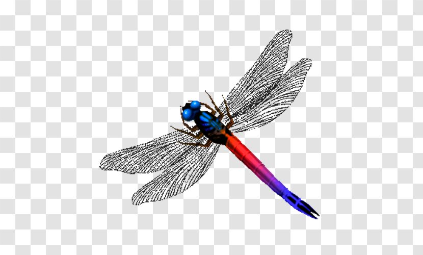 Dragonfly Insect - Wing Transparent PNG