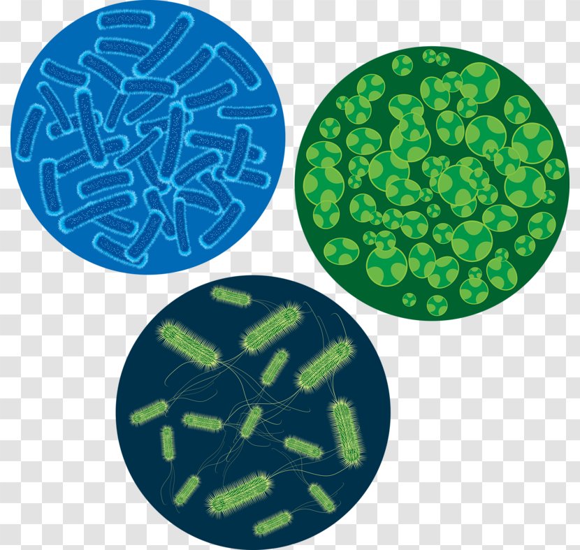 Bacteria Microscope Virus Cell Euclidean Vector - FIG Transparent PNG